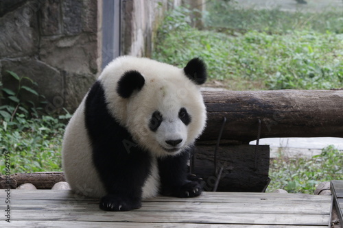 Fototapeta Naklejka Na Ścianę i Meble -  Cute Giant Panda Cub, Chongqing, China