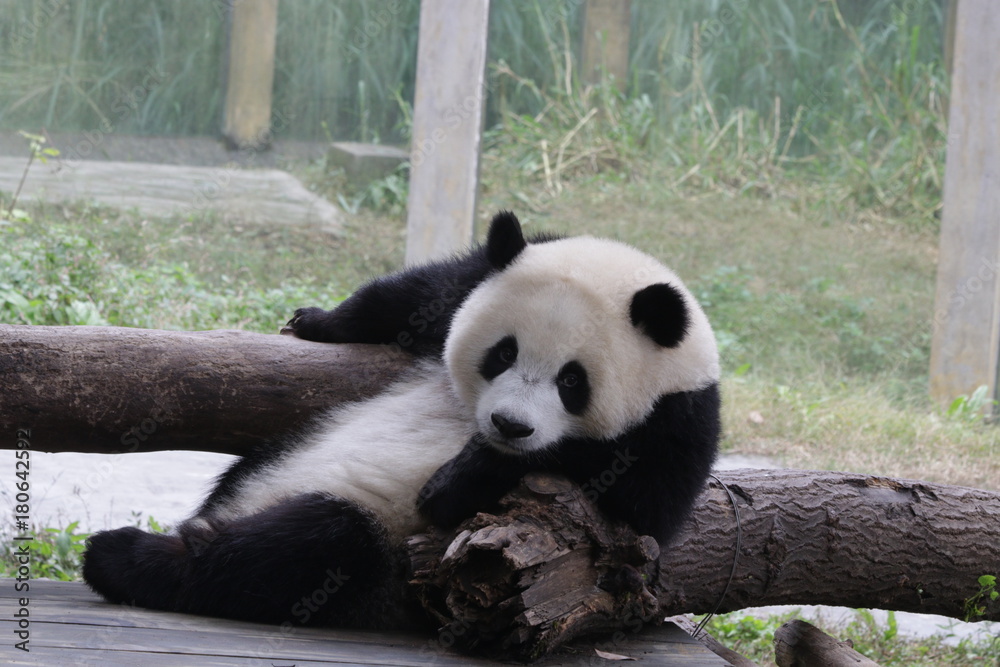 Obraz premium Fluffy and Playful Panda Cub in Chongqing, China