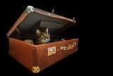 Cute cat in the old vintage suitcase. Isolated on black.