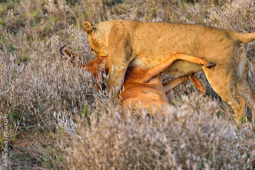 Lioness killing Antelope