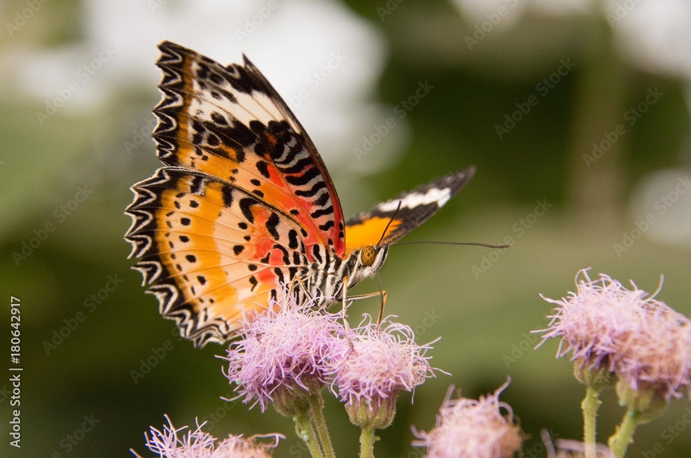 Obraz premium Papillon Cetosia