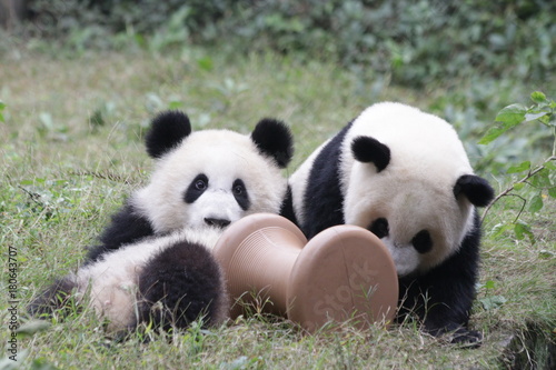 Fototapeta Naklejka Na Ścianę i Meble -  Panda Cub on the Playground, Chongqing,China
