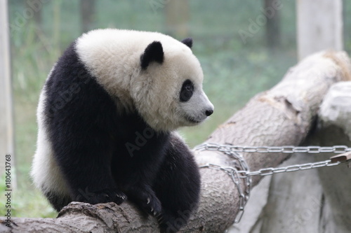Fototapeta Naklejka Na Ścianę i Meble -  Panda Cub on the Playground, Chongqing,China