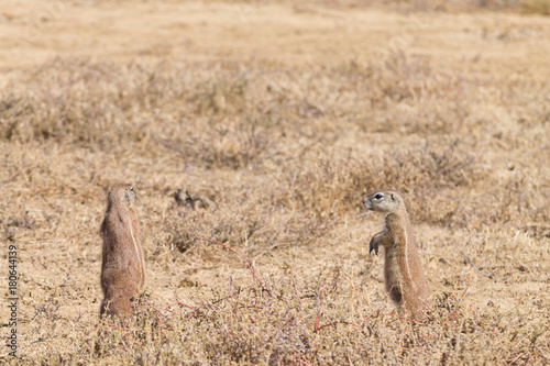 Cape ground squirrel standing, South Africa