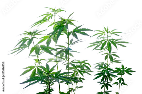 Fototapeta Naklejka Na Ścianę i Meble -  Thickets plant of marijuana isolated on a white background. Selective focus.