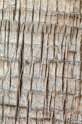 Texture of palm tree bark. Natural background