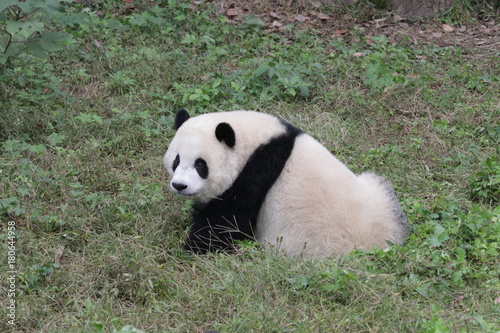 Fototapeta Naklejka Na Ścianę i Meble -  Panda Cub on the Playground, Chongqing,China