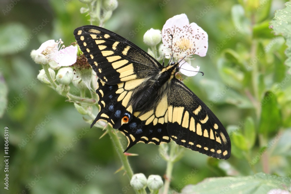 Obraz premium Oregon Swallowtail Butterfly (Papilio oregonius)