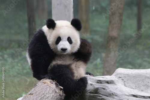 Fototapeta Naklejka Na Ścianę i Meble -  Playful Panda in Chongqing