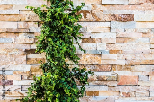 colorful modern natural stone brick wall with plant texture background