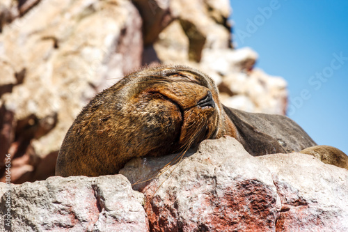 Sea lion sleeping, Islas Ballestas, Paracas Peninsula, Peru