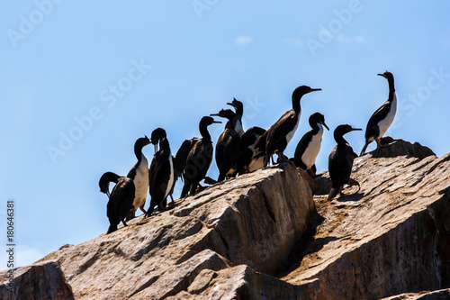 Guanay Cormorants in the Islas Ballestas, Paracas Peninsula, Peru