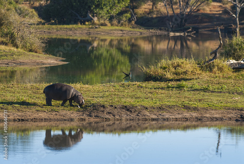 HIPPOPOTAMUS AMPHIBIUS, South Africa © foto4440