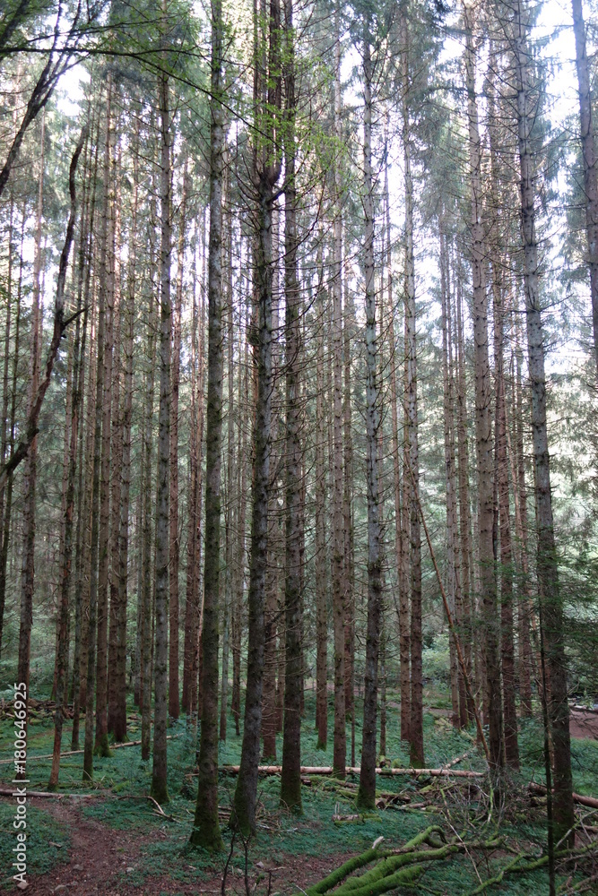 Obraz premium Forest