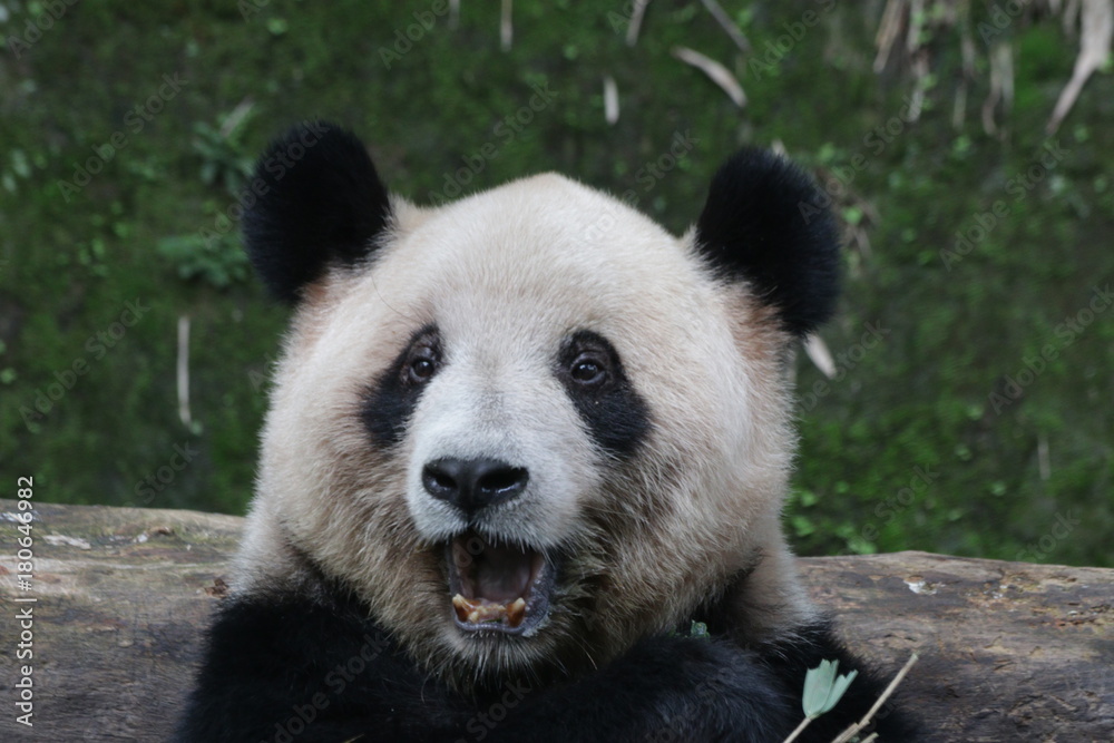 Fototapeta premium Giant Panda in Chongqing, China