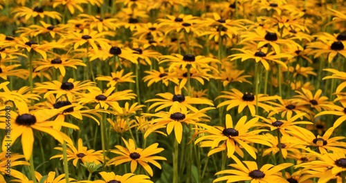 Foto Gelber Sonnenhut Staude Rudbeckia fulgida var