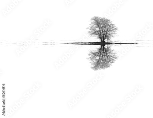 Winter landscape tree reflections