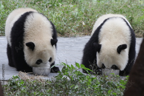 2 Panda Cubs are Licking Milk from the Bowl