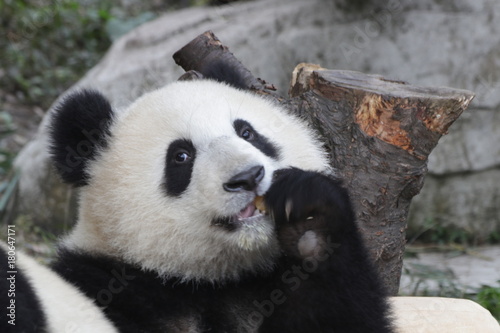 Fototapeta Naklejka Na Ścianę i Meble -  Happy Fluffy Panda Cub 