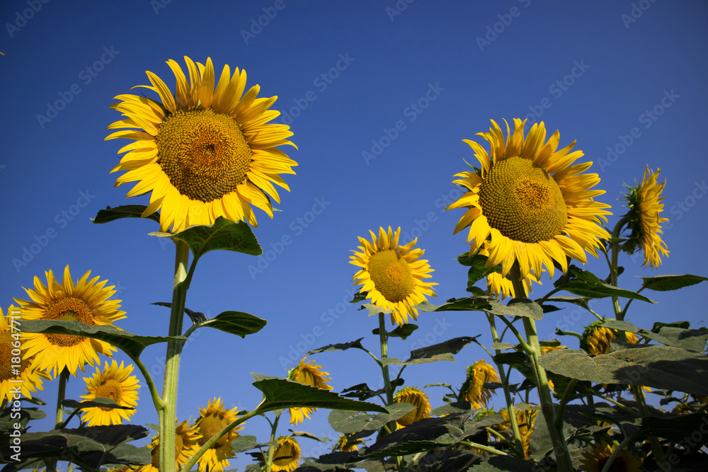 Obraz premium The yellow flower of the sunflower