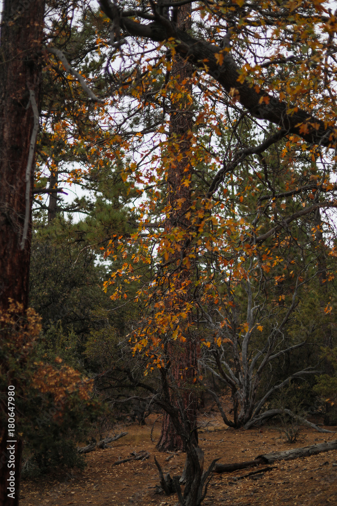 Orange Autumn Foliage against an oak tree and other trees of the forest (vertical)