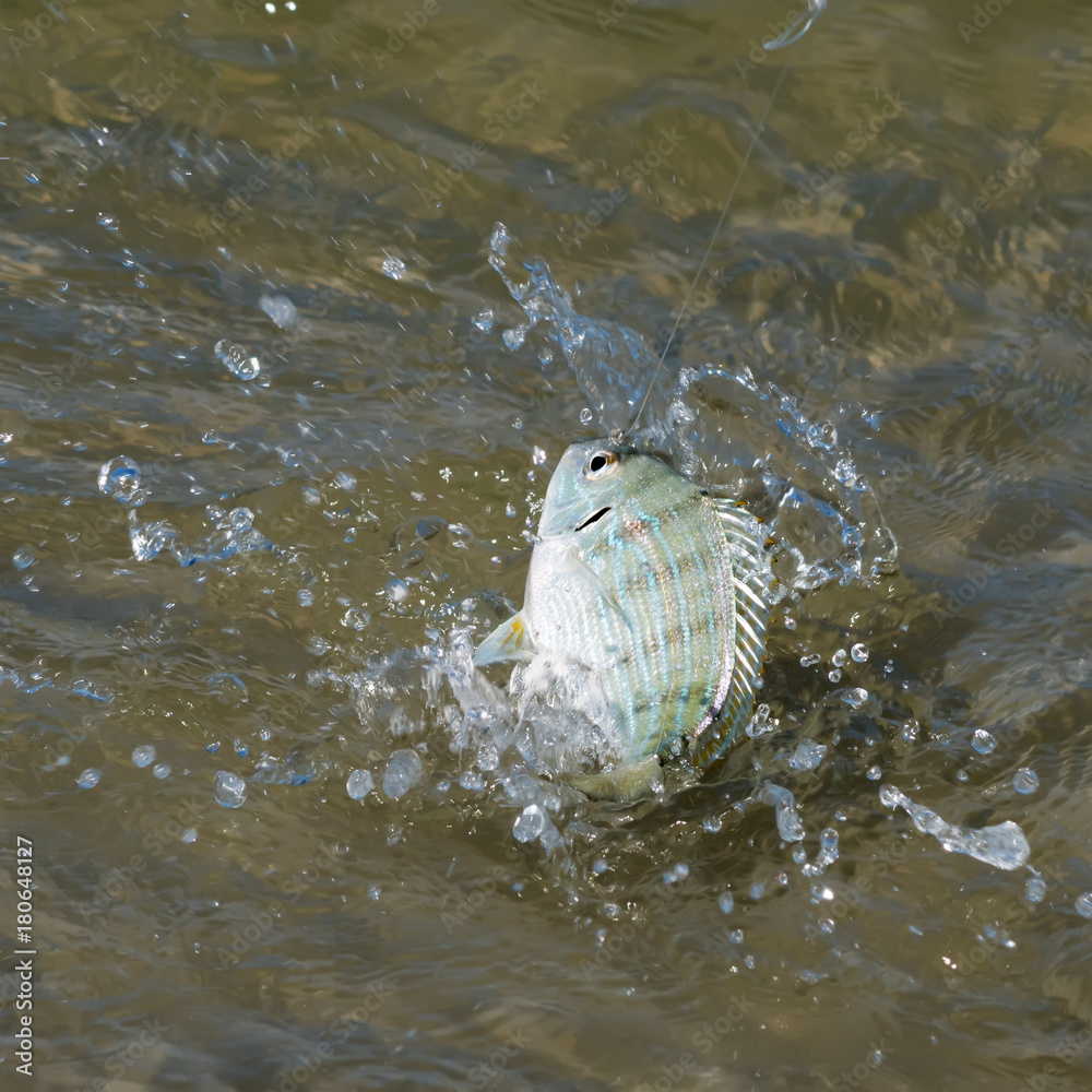 Fishing, fish caught on a fishing pole. The pinfish, Lagodon rhomboides ...