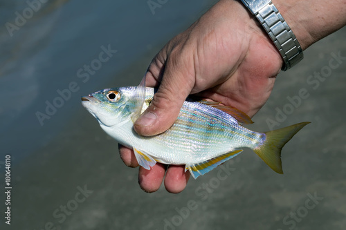 Fishing, fish caught on a fishing pole. The pinfish, Lagodon rhomboides, is a saltwater fish of the Sparidae family, the breams and porgies photo