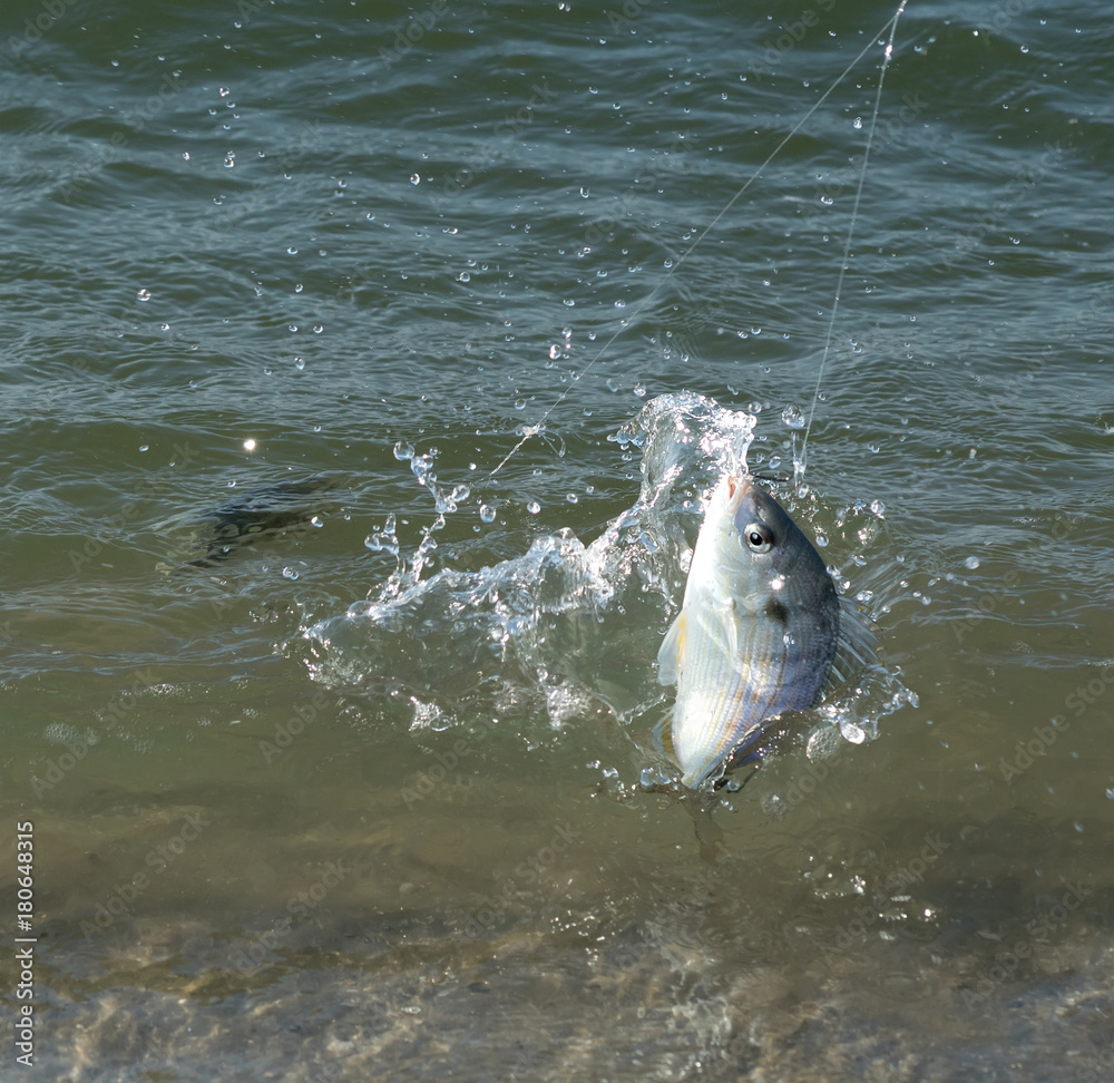 Fishing, fish caught on a fishing pole. The pinfish, Lagodon rhomboides ...