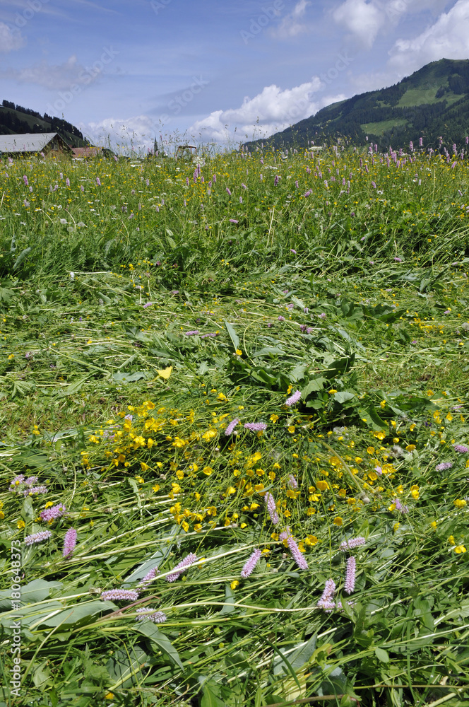 Naklejka premium gemähte wiese im kleinwalsertal