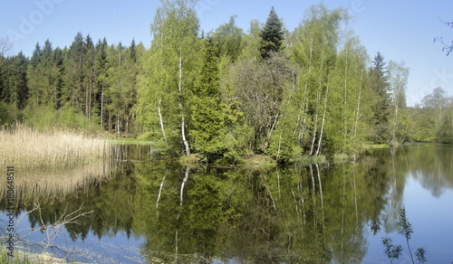 Forest Lake in germany with reflection in the water