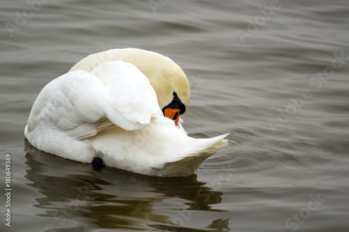 beautiful white swan on the water