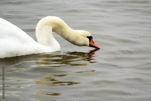 beautiful white swan drinking water