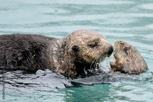 Frolicking Sea Otters