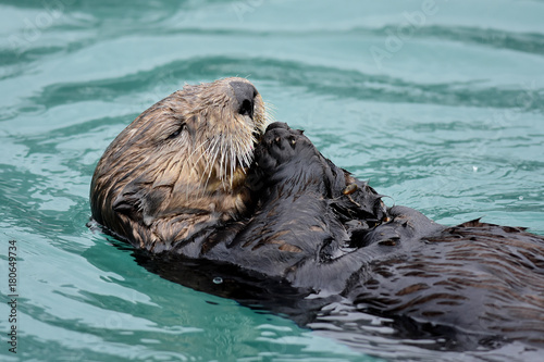 Frolicking Sea Otters