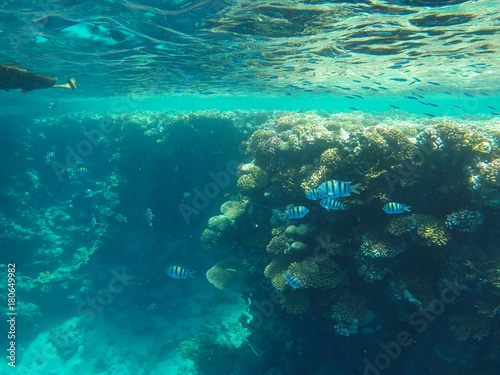 Undersea world. Corals of the Red Sea. Egypt © Goldream