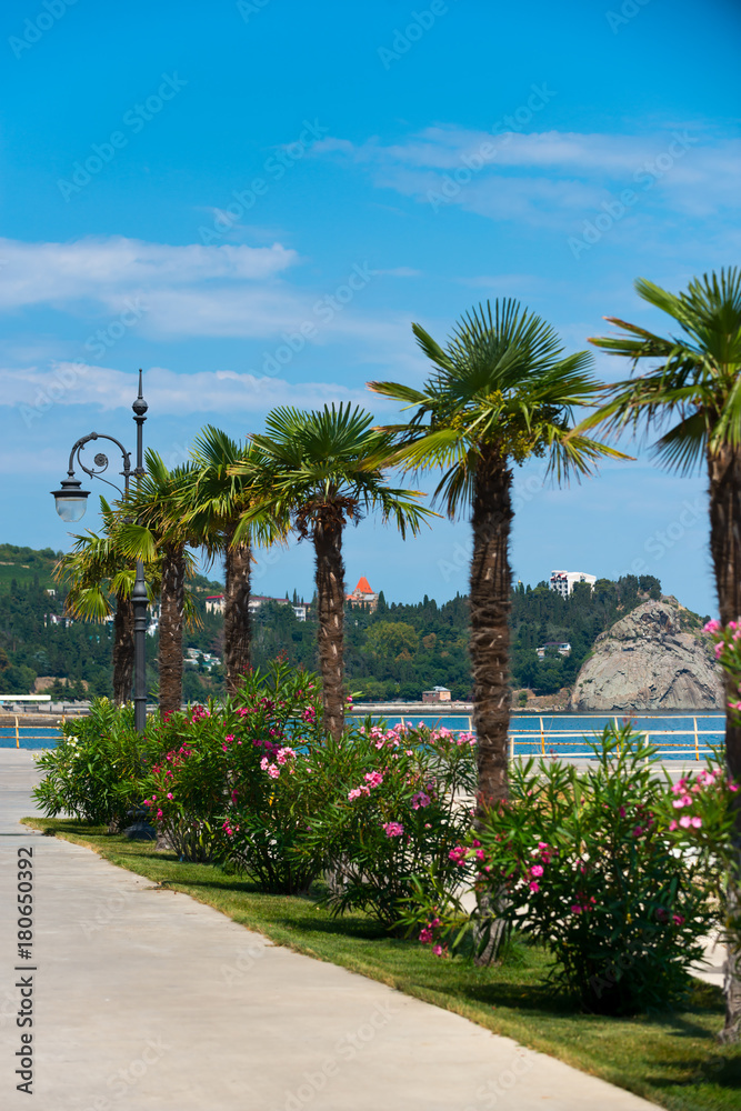 Embankment of the sea with palm trees..