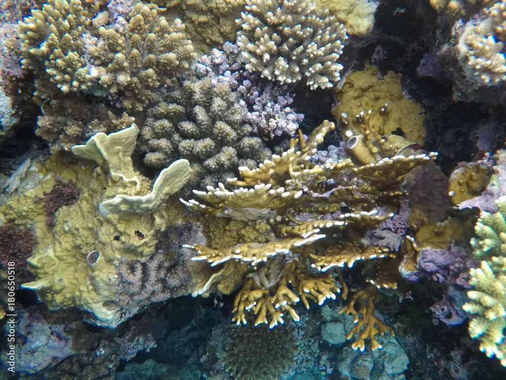 Naklejka premium Undersea world. Corals of the Red Sea. Egypt