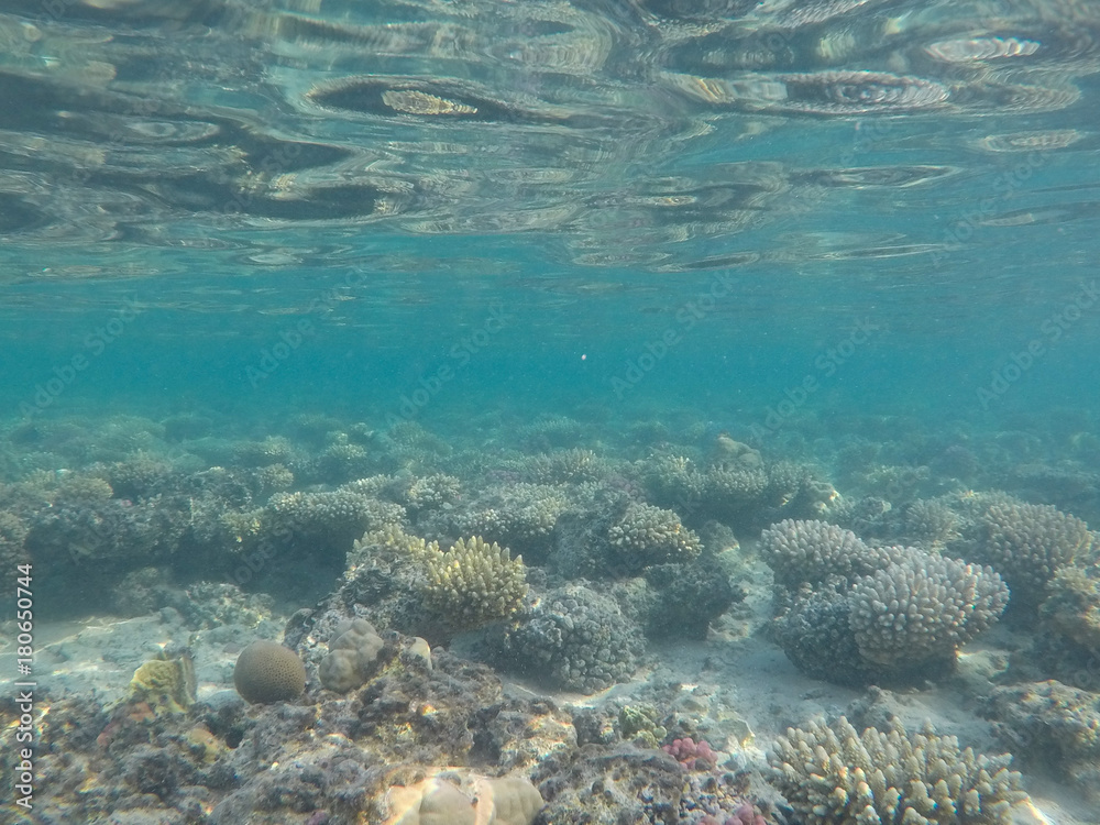 Fototapeta premium Świat podmorski. Korale Morza Czerwonego. Egipt