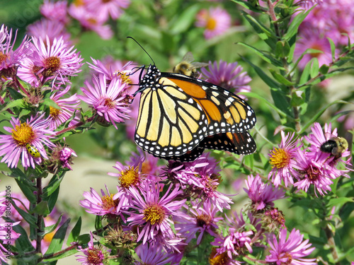Toronto High Park Monarch and bee on the wild aster 2017