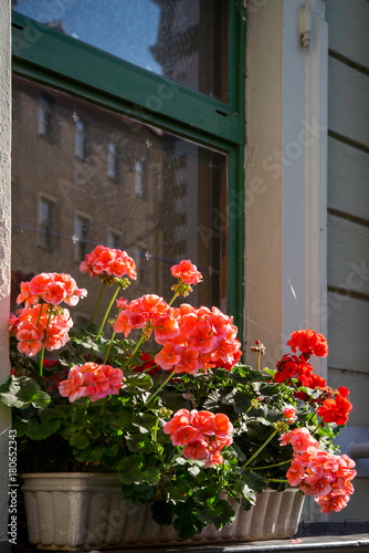 Blumenfenster Geranien © Comofoto