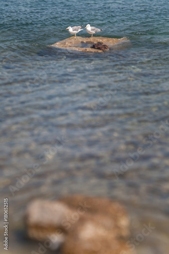 seagull on rock water splash