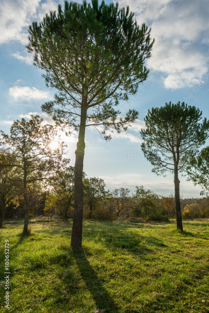 Alley of pine trees in sunrise against blue sky with clouds, picturesque autumn scene from Istria, Croatia Alley of pine trees in sunrise against blue sky with clouds, picturesque autumn scene from Istria, Croatia