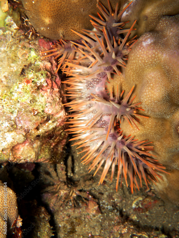 Dornenkrone (Acanthaster planci) Dornenkrone (Acanthaster planci)
