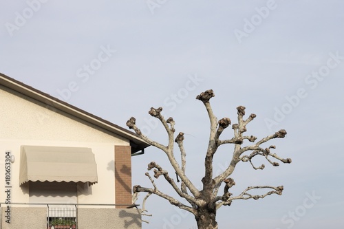 Minimal building facade with tree (Fano, Italy) photo