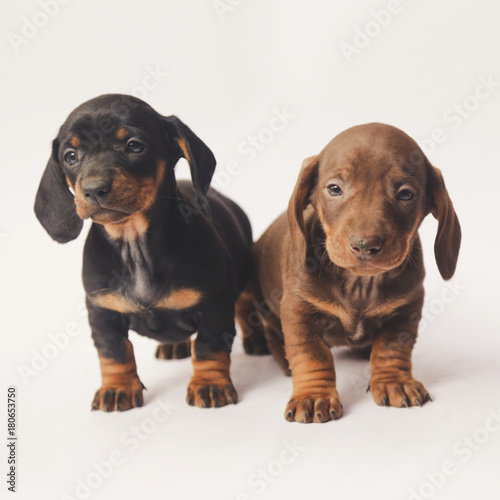 Two Dachshund puppies on white background