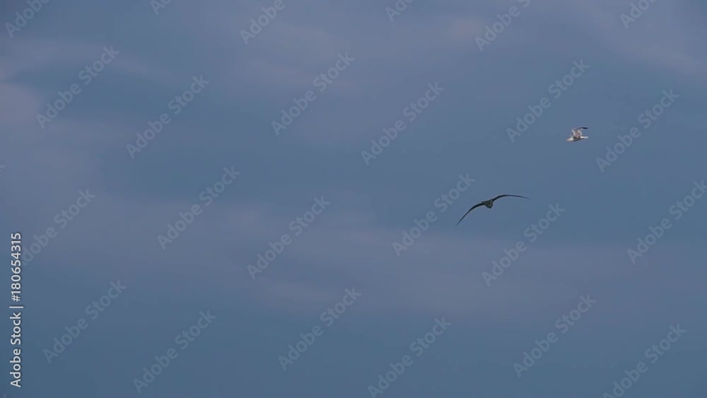 Seagulls in flight. A flying seagull against the sky. Seagulls in flight. A flying seagull against the sky.