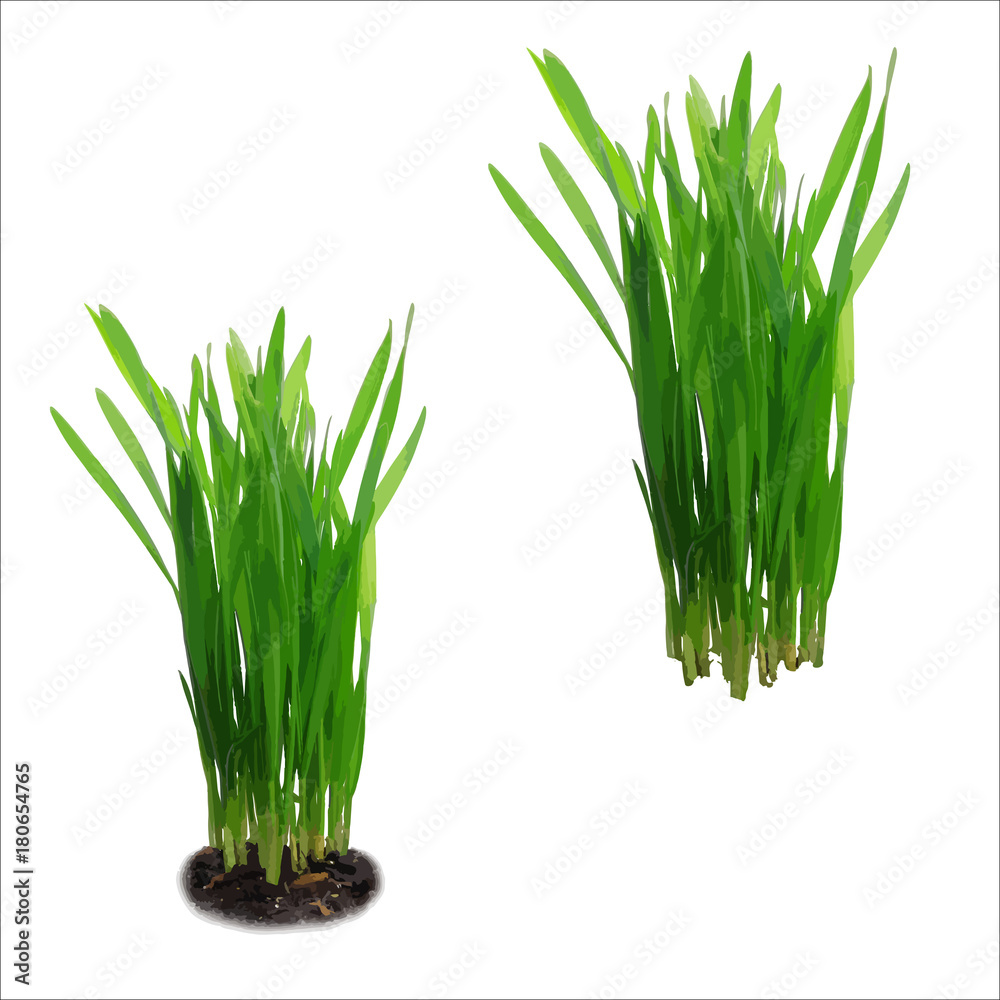 Obraz premium Vector realistic juicy green grass with soil and without, isolated on white background.