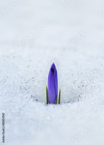 Crocus sativus