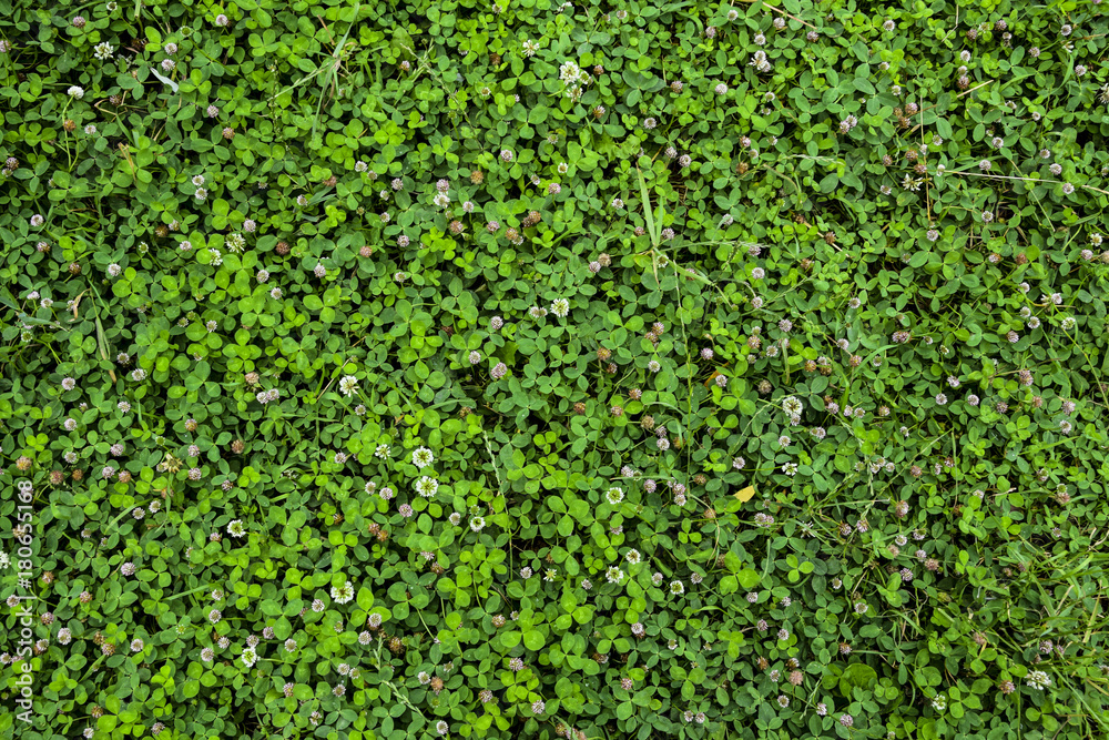  Clover