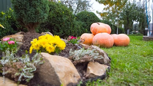 Bright orange pumpkins on green grass. Background on Halloween